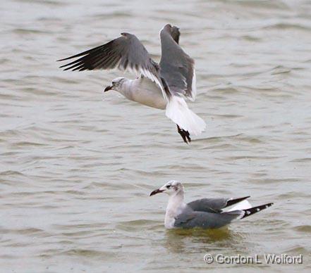 Gulls - Flying & Swimming_29481.jpg - Photographed at Matagorda Bay near Port Lavaca, Texas, USA.